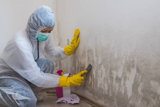 Best Residential Mold Removal  in Elm City, NC
