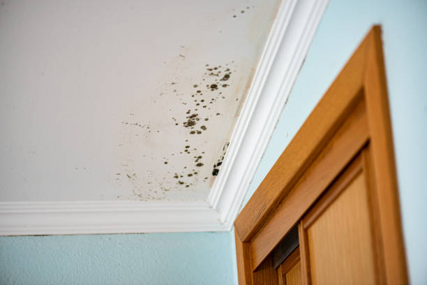 Best Mold Remediation Services  in Elm City, NC