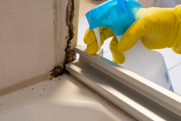 Best Professional Mold Removal  in Elm City, NC