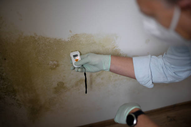 Best Mold Remediation Experts  in Elm City, NC