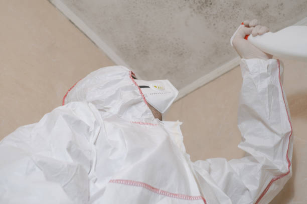 Reliable Elm City, NC Mold Removal Solutions