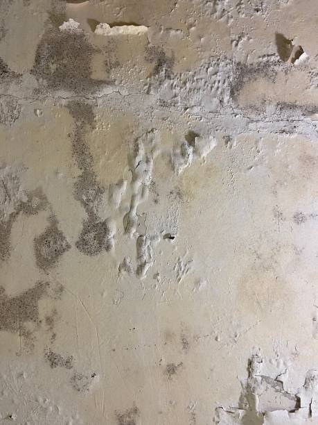 Best Attic Mold Removal  in Elm City, NC