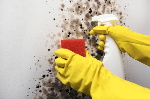 Best Commercial Mold Removal  in Elm City, NC
