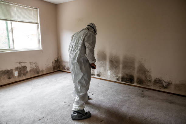 Best Black Mold Removal  in Elm City, NC