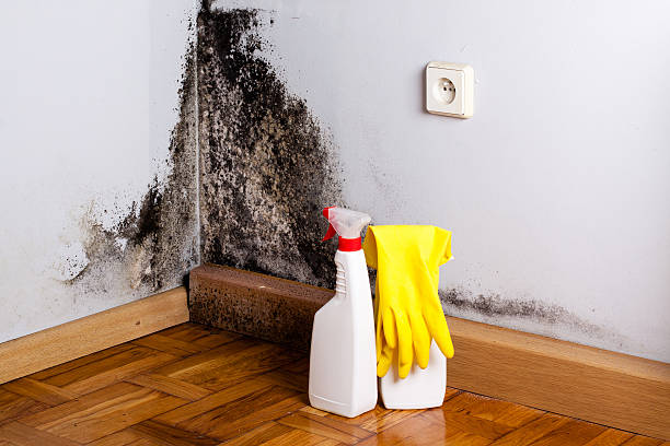 Best Same-Day Mold Removal  in Elm City, NC
