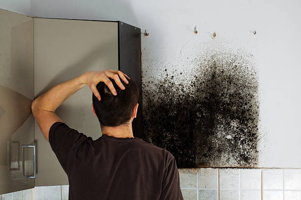 Best Black Mold Removal  in Elm City, NC
