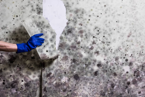 Best Mold Removal Near Me  in Elm City, NC